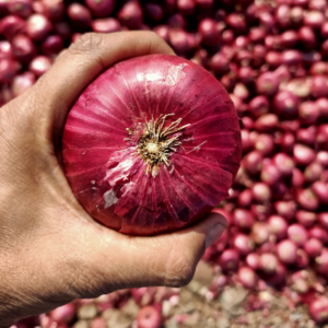 Nasik Red Onion