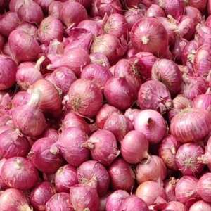 Fresh Onion