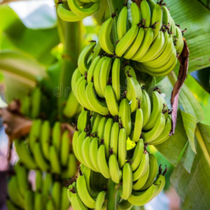 G9 Cavendish Banana