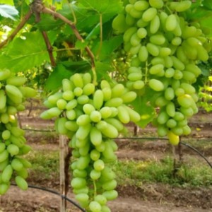 Grapes