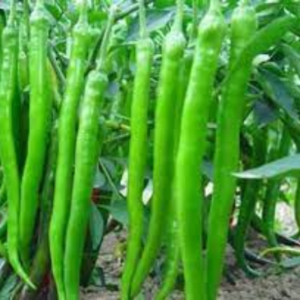 G4 Chilli