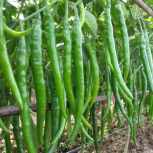 G4 Chilli