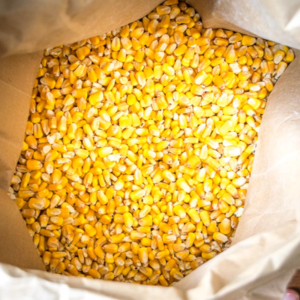 Yellow Maize