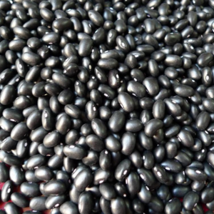 Organic Black Kidney Beans