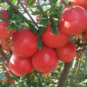 Pomogranates