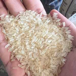 Parboiled rice IR64