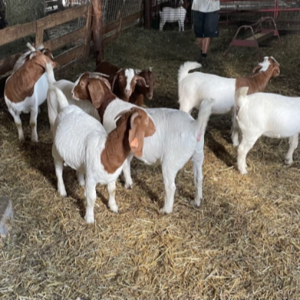 Top Quality Live Boer Goats