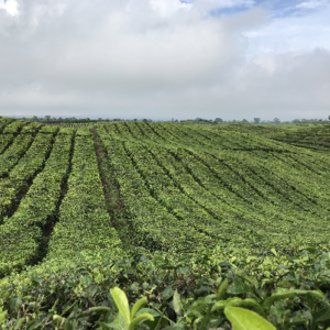 Black Tea Bulk