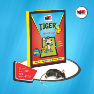 TIGER RAT GLUE TRAP