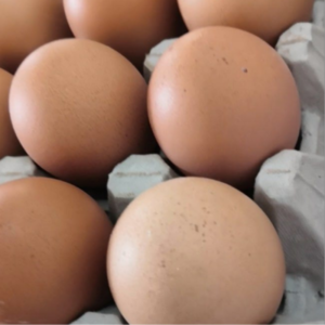 Fresh Chicken Eggs / Round Table Eggs for Sale / fertile hatching eggs