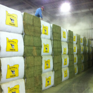 Super Top Quality Alfafa Hay for Animal Feeding