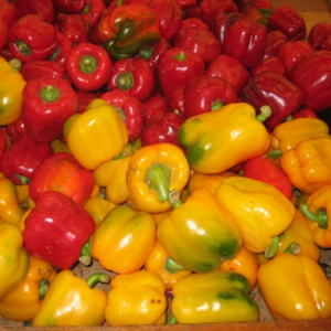 QUALITY FRESH CAPSICUM