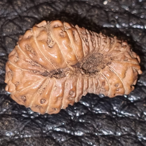 24 Mukhi Rudraksha