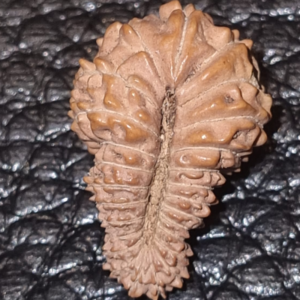 25 Mukhi Rudraksha