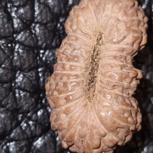 26 Mukhi Rudraksha