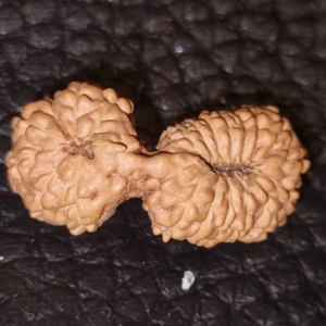 21 Mukhi Gauri Shankarr