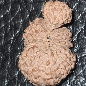 21 Mukhi Naag Shivling