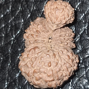 21 Mukhi Naag Shivling