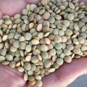 CANADA GREEN,YELLOW AND RED LENTILS