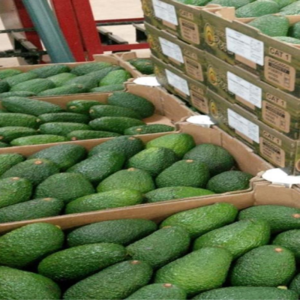 Fresh Avocados fresh hass and fuerte