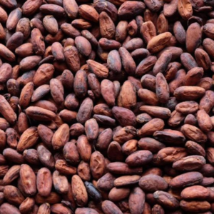 Cocoa Beans From Ivory Coast