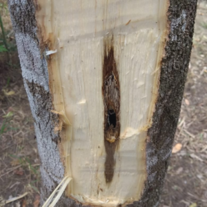 Innoculated Agarwood Blocks