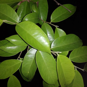 Agarwood Inoculated Dried Leaves