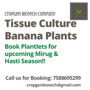 Banana Tissue Culture Plants