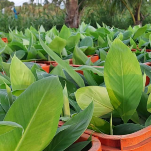 Banana Tissue Culture Plants