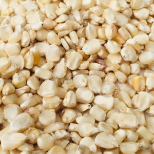 Non GMO White Maize