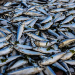fishes