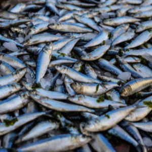 fishes