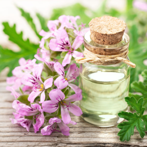 Geranium Essential Oil