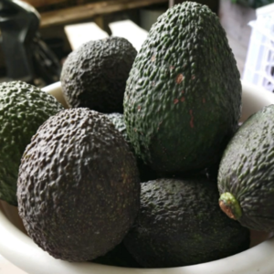 AVOCADO HASS