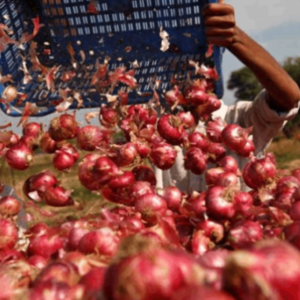 Fresh Onion