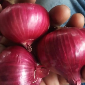 Onion