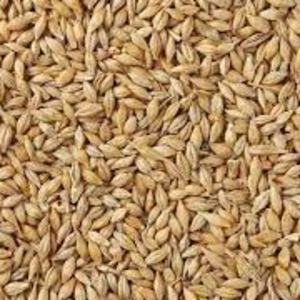 Barley
