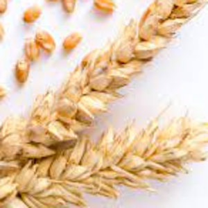 Wheat