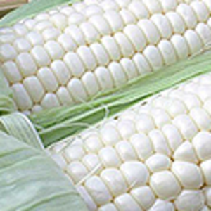 White Maize