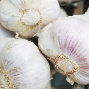 Garlic