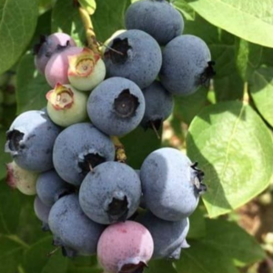 Blueberry Puree and IQF
