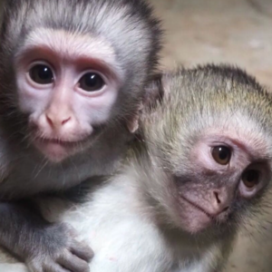 Squirrel monkeys,Capuchin monkeys,Spider monkeys,chimpanzees and Marmosets for sale