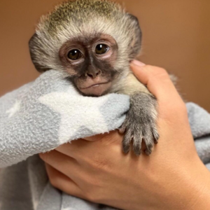 Squirrel monkeys,Capuchin monkeys,Spider monkeys,chimpanzees and Marmosets for sale