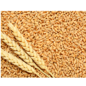 wheat