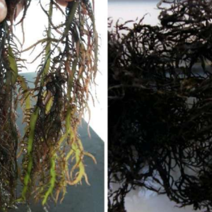 seaweed chondracanthus chamissoi / chicoria de mar / chicorea de mar, yuyo