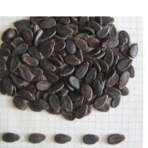 WATERMELON SEEDS
