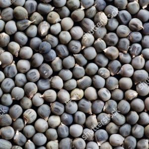 OKRA SEEDS
