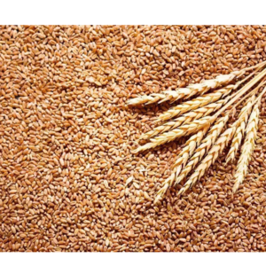 WHEAT