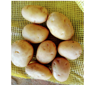 Potato