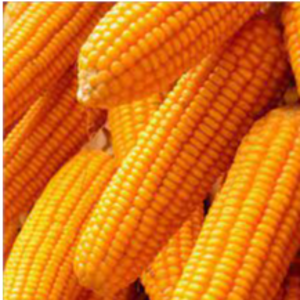 Yellow Maize